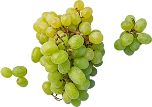 Štavnaté, čerstvé ovoce